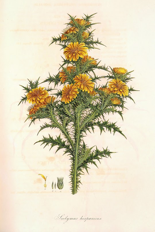Scolymus hispanicus - NUS crop