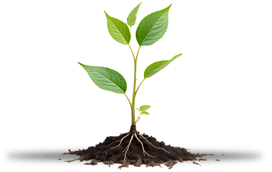 Growing plant