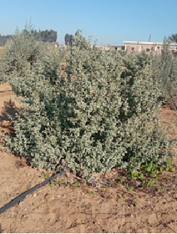 Atriplex halimus