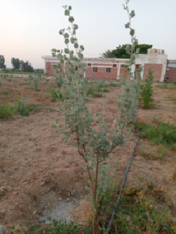 Atriplex halimus