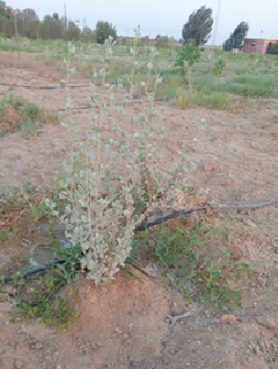 Atriplex halimus