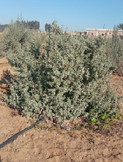 Atriplex halimus