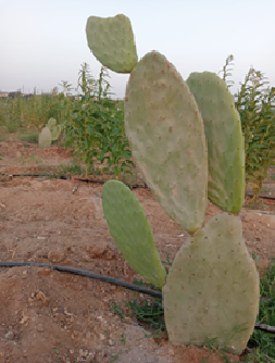 Opuntia ficus-indica