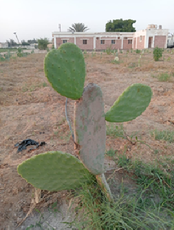 Opuntia ficus-indica