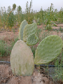 Opuntia ficus-indica