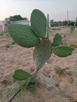 Opuntia ficus-indica
